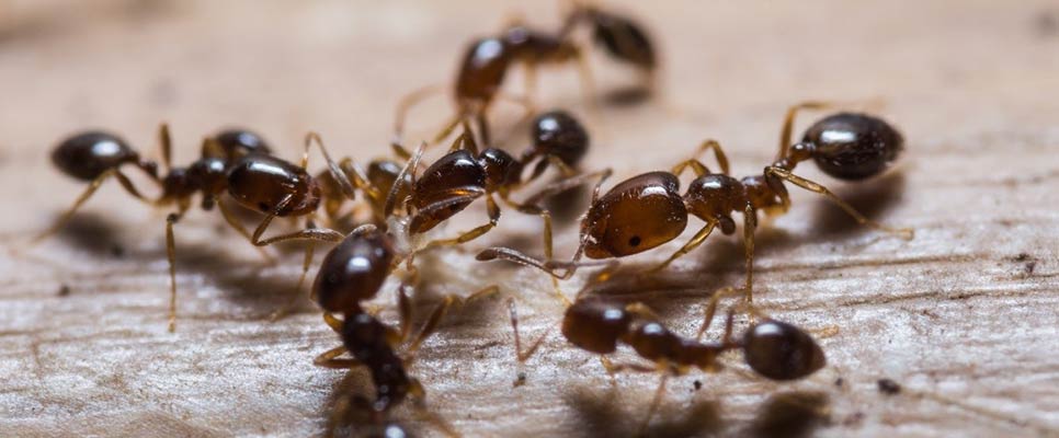 Ant Control Maroochydore